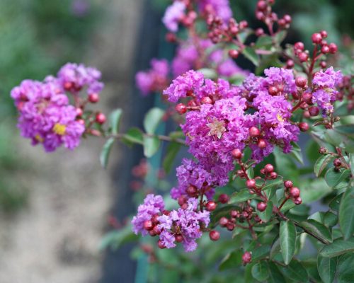 Ljubičasta Lagerstroemia Bez Podneva P9