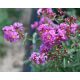 Ljubičasta Lagerstroemia Bez Podneva P9