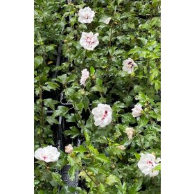 Vrtni hibiskus LADY STANLEY Hibiscus syriacus 2L