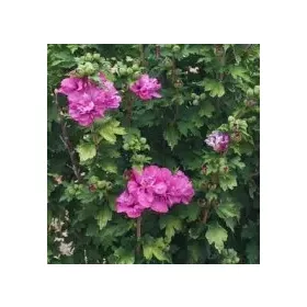 Vrtni hibiskus Ketmia syryjska DUC DE BRABANT
