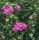 Vrtni hibiskus Ketmia syryjska DUC DE BRABANT