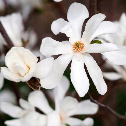 Bijele magnolije i tulipani, sadnice u posudi od 2-3l, 60-80 cm