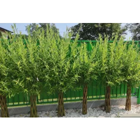 Wierzba pleciona u posudi od 3-5 litara, 150-170 cm