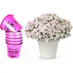 6-kom Supertunia Vista Silverberry velike posude XL P12