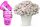 6-kom Supertunia Vista Silverberry velike posude XL P12