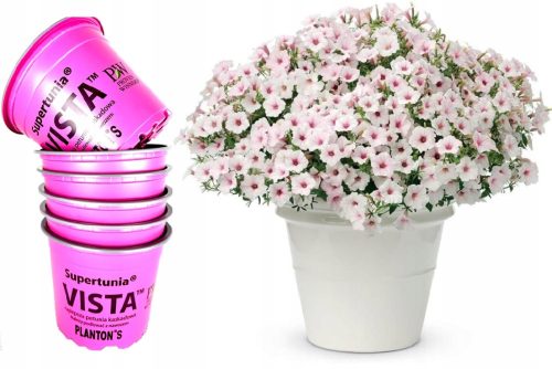6-kom Supertunia Vista Silverberry velike posude XL P12