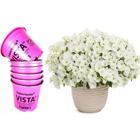 6-kom Supertunia Vista Snowdrift velike posude XL P12
