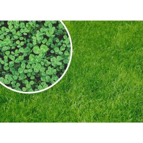    Ukrasna trava, za suhe prostore, za zasjenjene prostore, vrt, pašnjak Granum 800 m² 1 kg