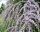 UKLJUČANOLISNA PUPALJKA JEDINSTVENA PBR Buddleja alternifolia SJETVE P9