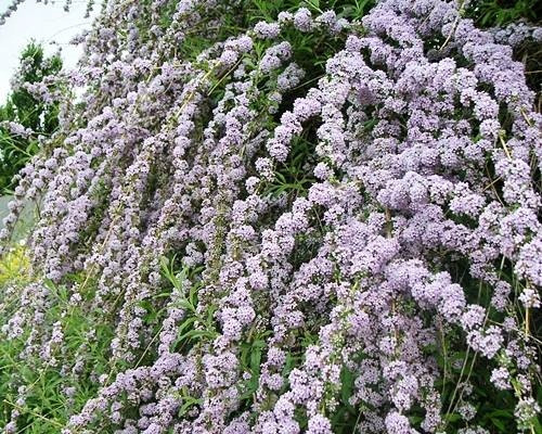 UKLJUČANOLISNA PUPALJKA JEDINSTVENA PBR Buddleja alternifolia SJETVE P9