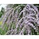 UKLJUČANOLISNA PUPALJKA JEDINSTVENA PBR Buddleja alternifolia SJETVE P9