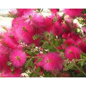   ROŽIČASTI KUFER Callistemon viminalis Hot Pink U P9 KONTEJNERU