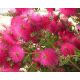 ROŽIČASTI KUFER Callistemon viminalis Hot Pink U P9 KONTEJNERU