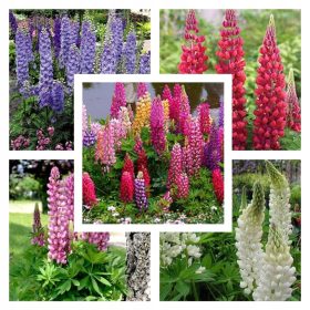  Set KOLEKCIJE SJEMENA TRAJNE LUPINE od 5 sorti