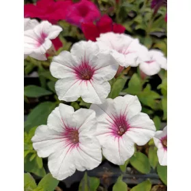 Supertunia Vista SREBRNASTI 6 sadnica