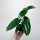 Monstera Standleyana Variegata Philodendron Cobra