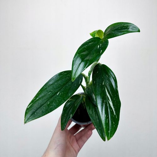 Monstera Standleyana Variegata Philodendron Cobra