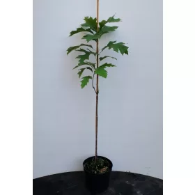 HRAST BLITNI 'ZELENI STUB' stupast 60-80cm C4