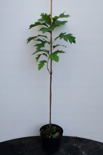 HRAST BLITNI 'ZELENI STUB' stupast 60-80cm C4