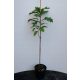 HRAST BLITNI 'ZELENI STUB' stupast 60-80cm C4