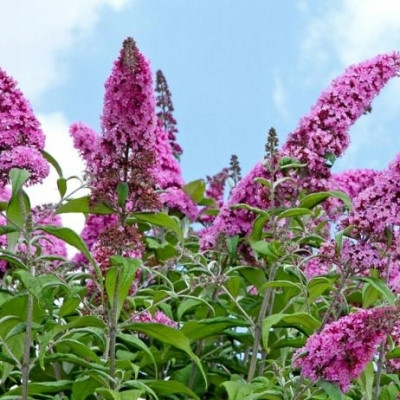 Budleja NA DEBLU ružičasta PINK DELIGHT - rijetkost jedinstvene boje