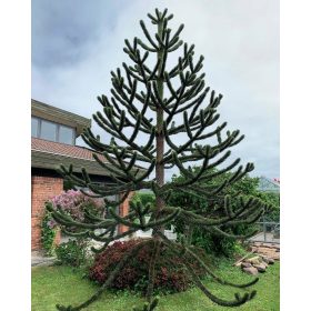  Sjeme čileanskog ukrasnog drveća Araucaria