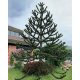  Sjeme čileanskog ukrasnog drveća Araucaria