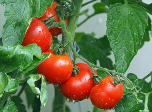 Pomidor Carmello 3 komada nizozemskih sjemenki