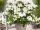 Bijela hortenzija 'Runaway Bride Snow White' u posudi od 3-5 litara, visine 30-40 cm
