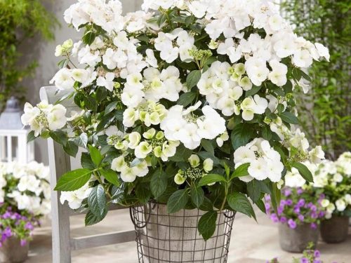 Bijela hortenzija 'Runaway Bride Snow White' u posudi od 3-5 litara, visine 30-40 cm