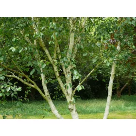 Breza s više stabljika Doorenbos 60-80cm P9