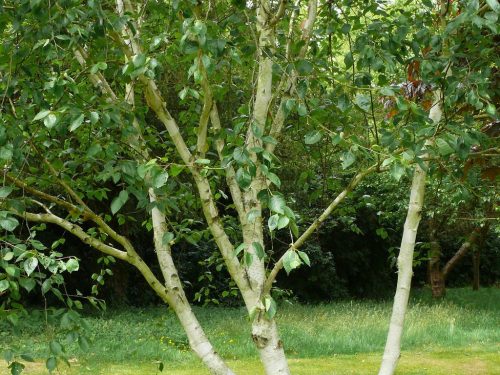 Breza s više stabljika Doorenbos 60-80cm P9