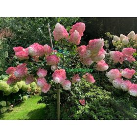 Hortenzija u posudi 3-5l, 100-130 cm