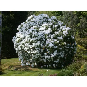   Rododendron bijeli Catawbiense Album | Brzorastući zimozieljeni grm | Sadnica visine 30-40 cm u posudi od 0,5-1l. Ova prekrasna biljka s jajastim listovima i bijelim lejkastim cvjetovima savršena je z