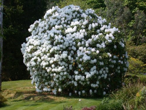Rododendron bijeli Catawbiense Album | Brzorastući zimozieljeni grm | Sadnica visine 30-40 cm u posudi od 0,5-1l. Ova prekrasna biljka s jajastim listovima i bijelim lejkastim cvjetovima savršena je z