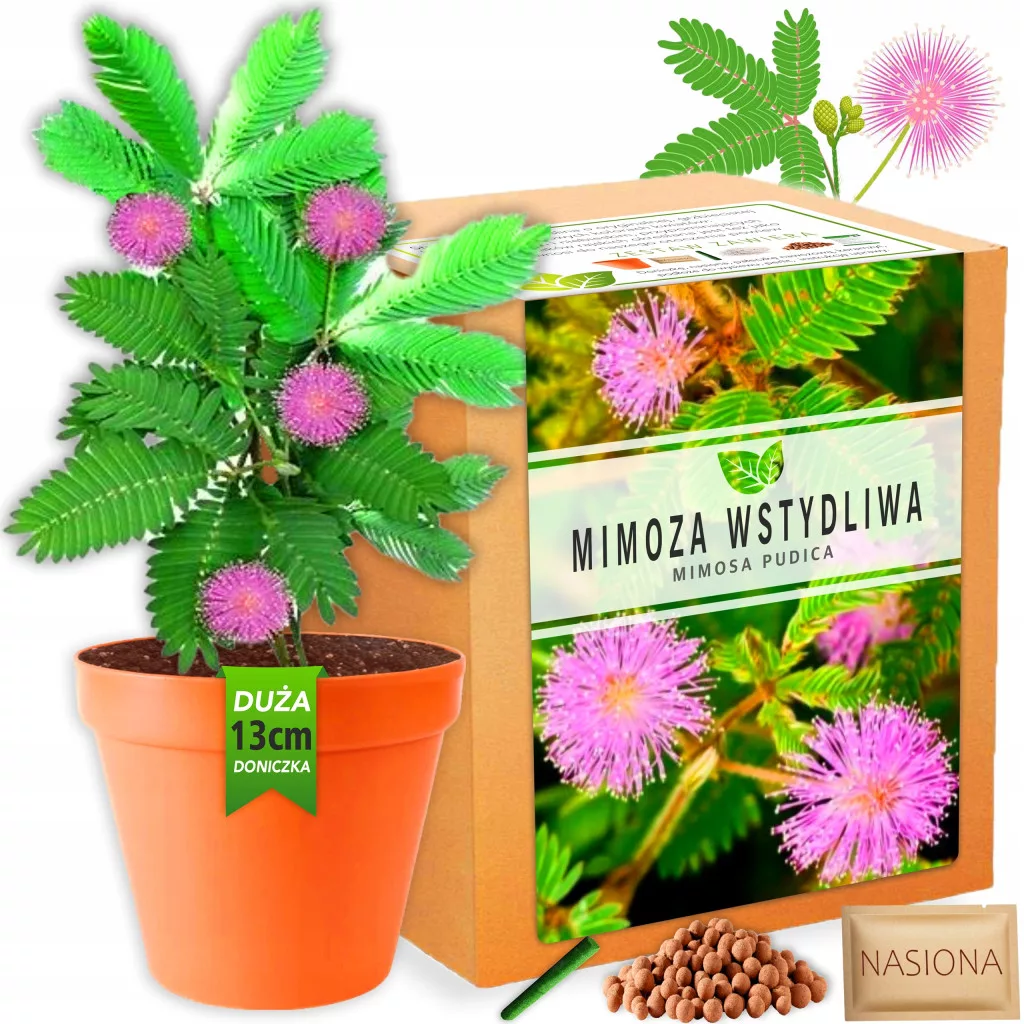 Mimoza Bashful set za uzgoj biljaka XL sjeme - WWW.KAMENIK.H