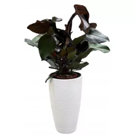    Form-Plastična posuda za cvijeće 38,5 cm x 38,5 x 58 cm promjer 38,5 cm plastična bijela