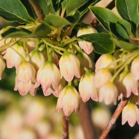 Enkiant Zvono-oblik PRETTYCOAT, prekrasno grmlje iz JAPANA