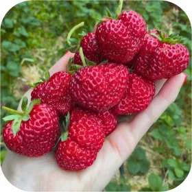    Šumske jagode i jagode Jagoda Malina najbolje najslađe sadnice jagoda sadnice jagoda s golim korijenom 5-20 cm