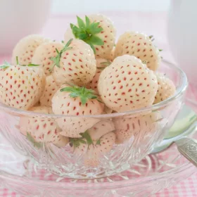    Šumske jagode i jagode White Strawberry Pineapple FRIGO 10 kom, sadnica golog korijena 5-10 cm