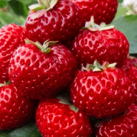   Šumske jagode i jagode Malina Jagoda FRIGO 10 kom, sadnica golog korijena 5-10 cm