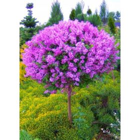   Ljubičaste sadnice jorgovana u posudi od 1-2l, visine 80-120 cm