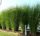 Miskant Gracilimus - Miscanthus sinensis 'Gracilimus'