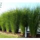 Miskant Gracilimus - Miscanthus sinensis 'Gracilimus'