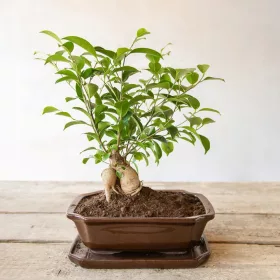    Esschert Design lonac za cvijeće 20,8 cm x 14,8 x 5,6 cm keramika nijanse smeđe i bež