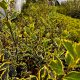 Bodljikava božikovina 'Rubricaulis Aurea'