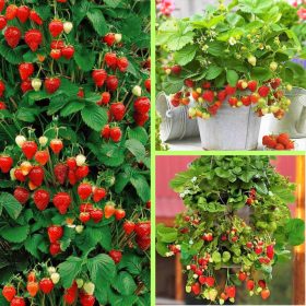    Šumske jagode i jagode Albion, sadnica golog korijena, 5-15 cm