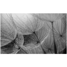 3D foto pozadine maslačak foto pozadine 368 x 254