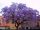 Paulownia carsko drvo sreće