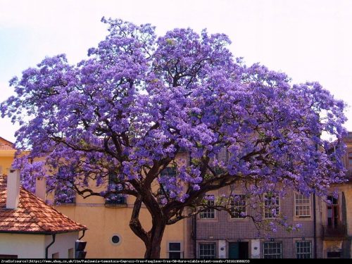 Paulownia carsko drvo sreće